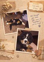 Personalized A4 Dog Memory Diary – Your Story Together - Image 7